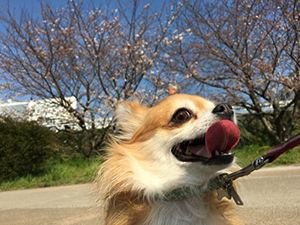 草加市のドックサロン